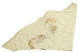Two Cretaceous Fossil Shrimp - Lebanon #249846-1